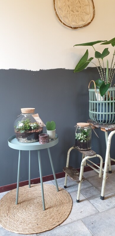 Terrarium M