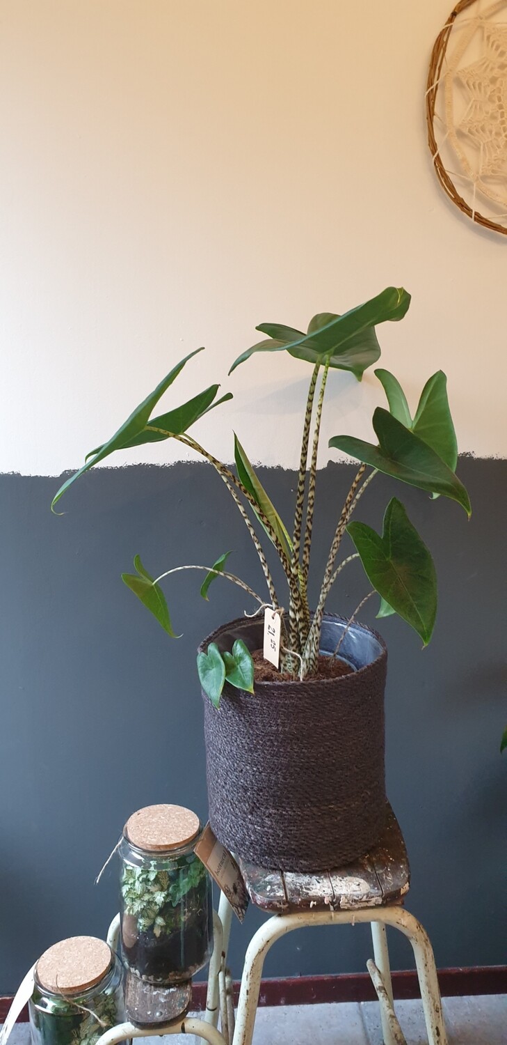Alocasia zebrina