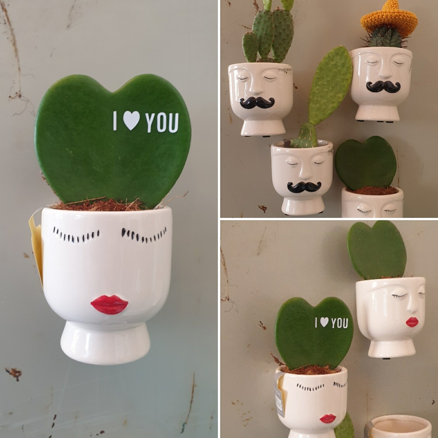 Magneetpotje incl plantje