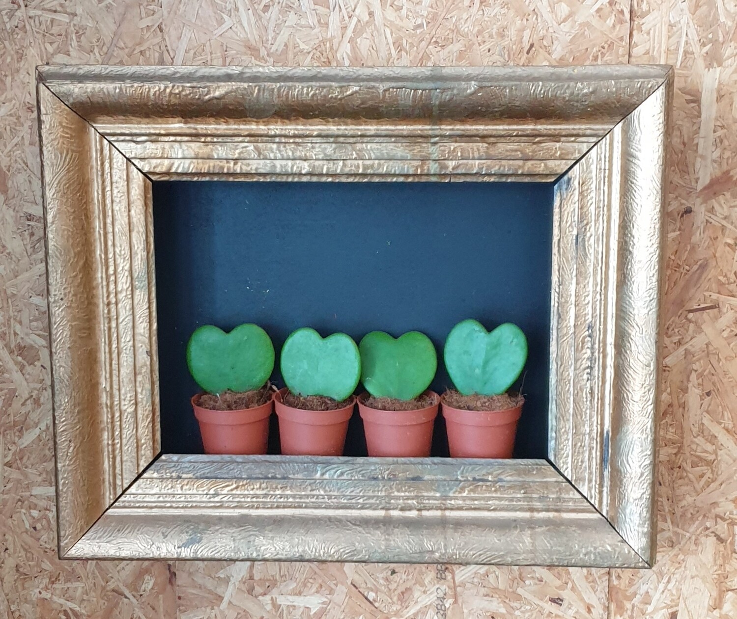 Hartjes plant