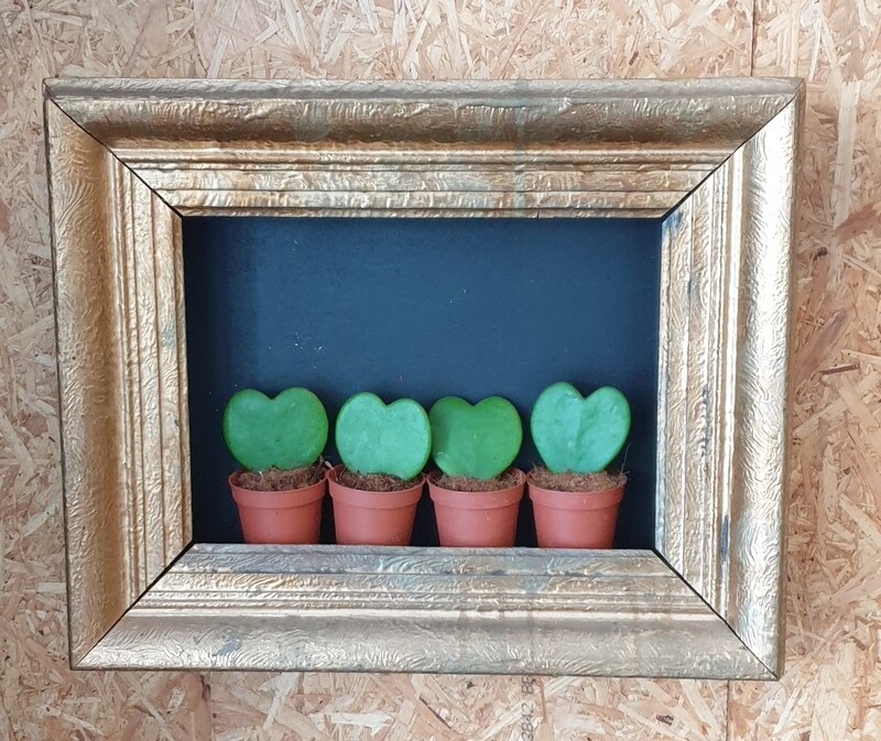 Hartjes plant