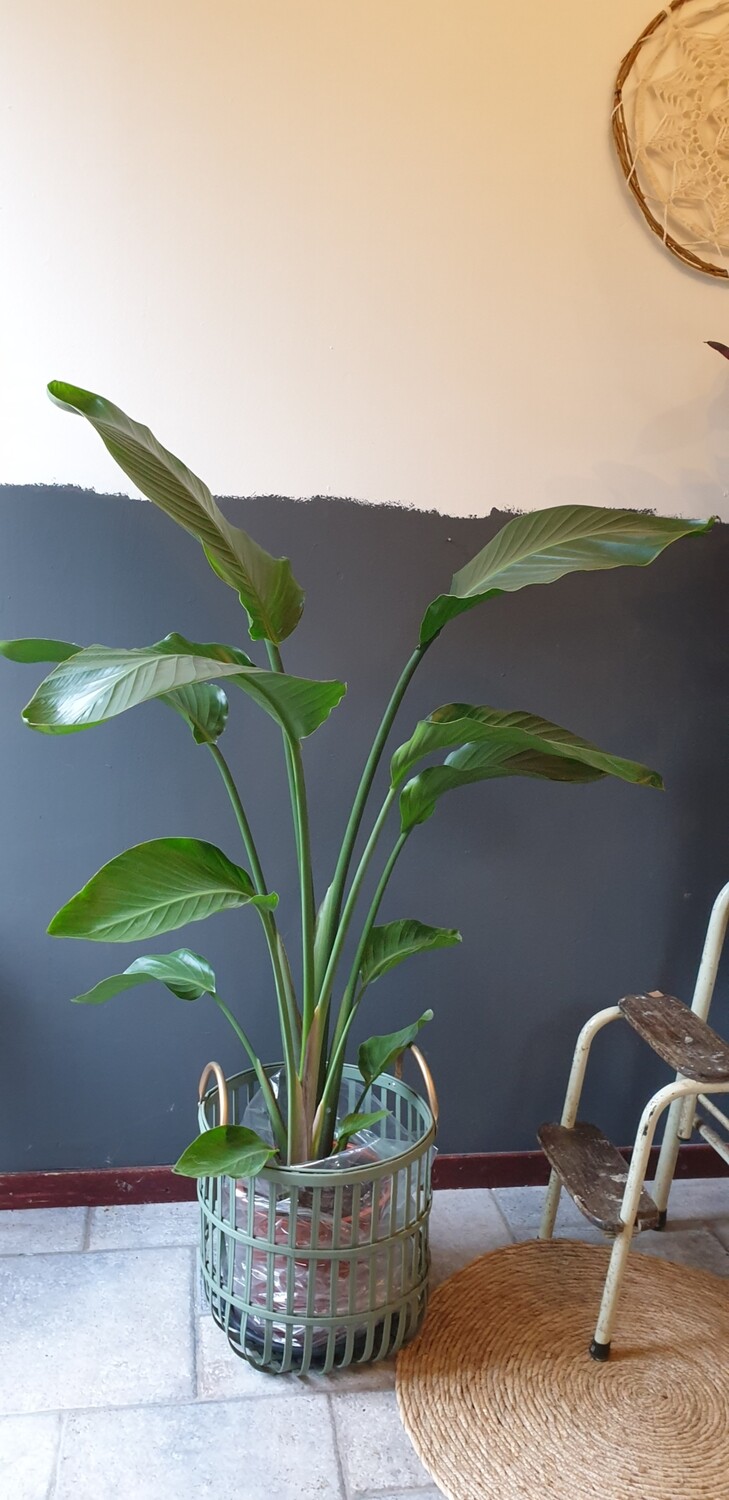 Strelitzia
