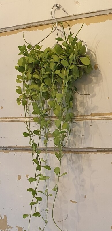 Dischidia Geri