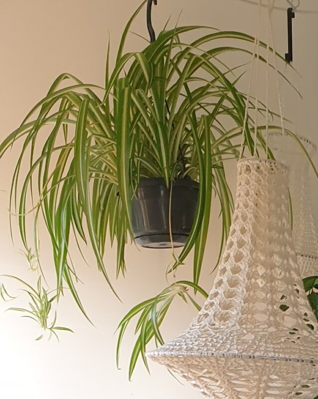 Chlorophythum