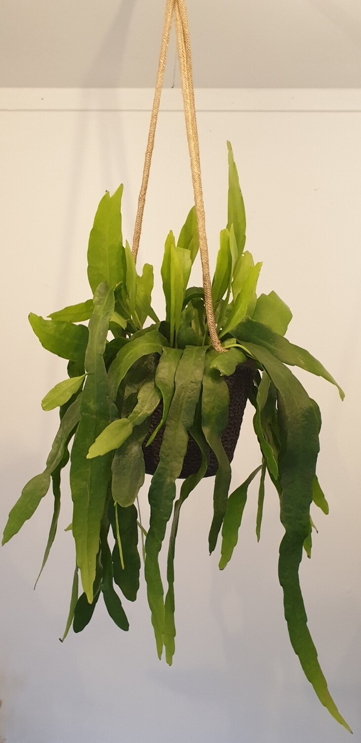 Epiphyllum