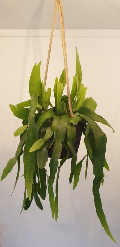 Epiphyllum