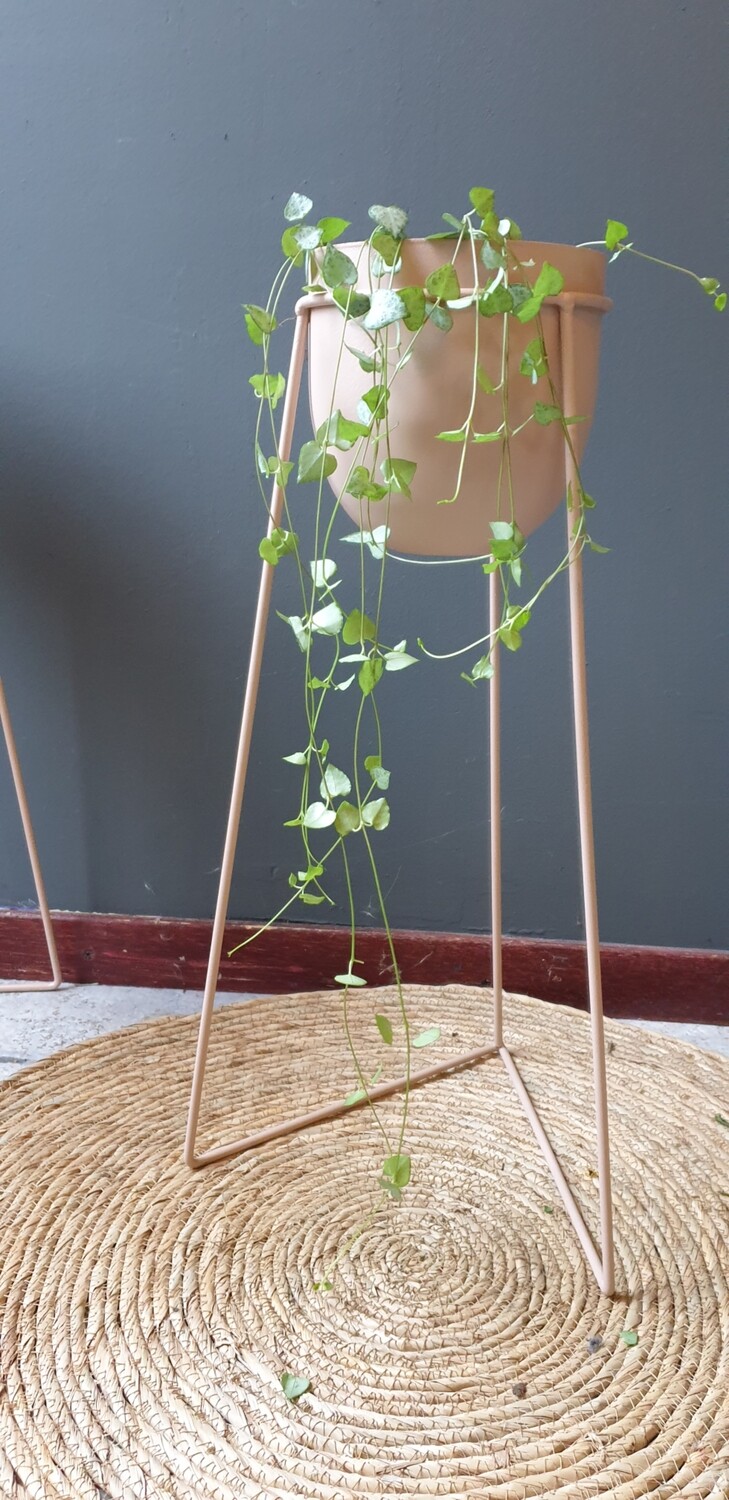 Ceropegia woodii