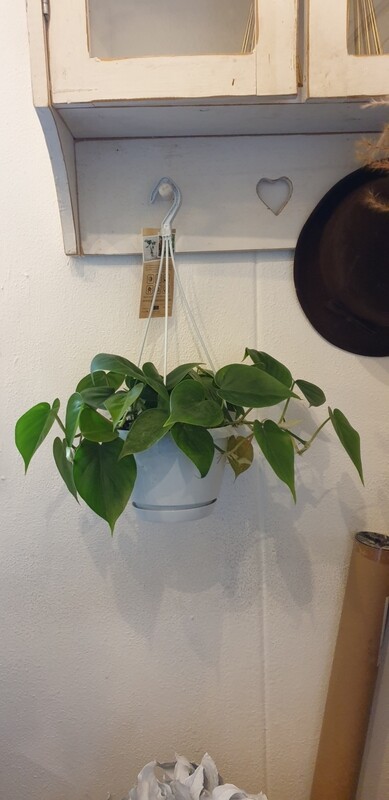 Philodendron scandens