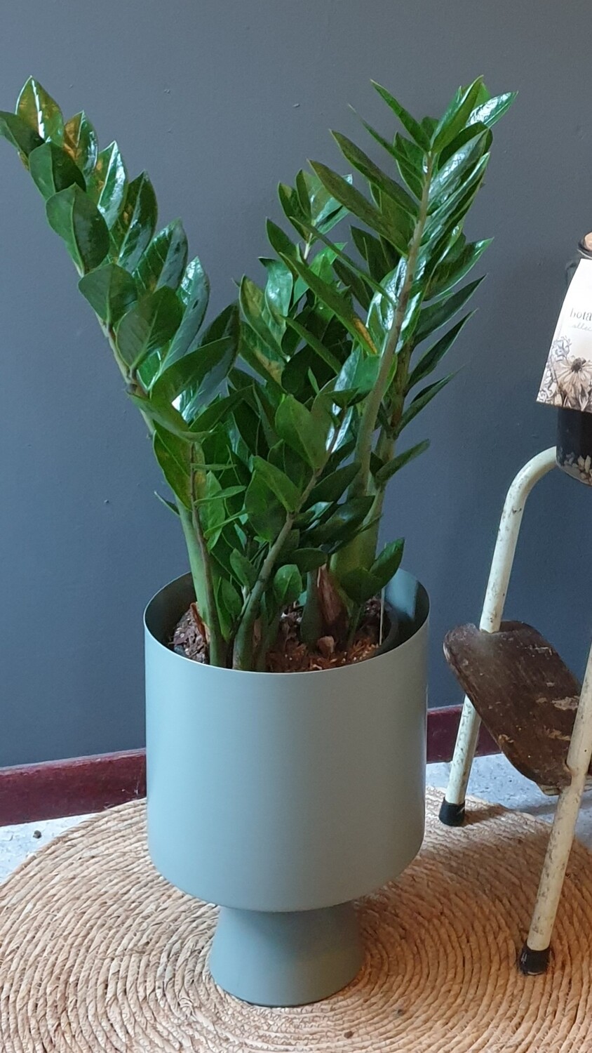 Zamioculcas