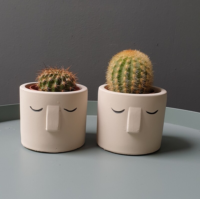 Mini cactus in potje