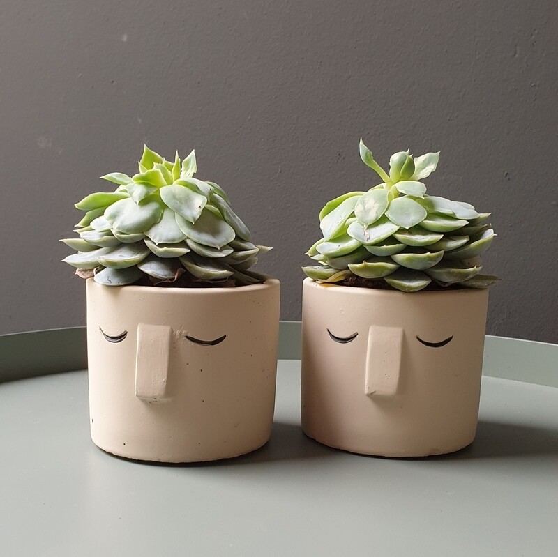Mini vetplant in potje
