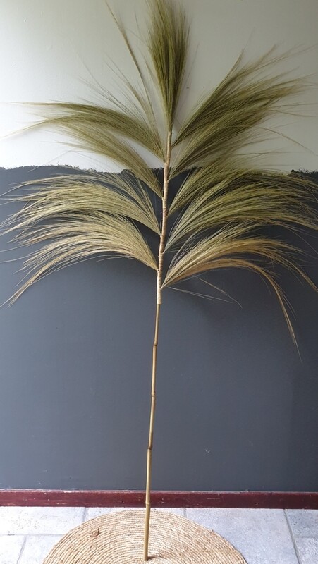 Pluim