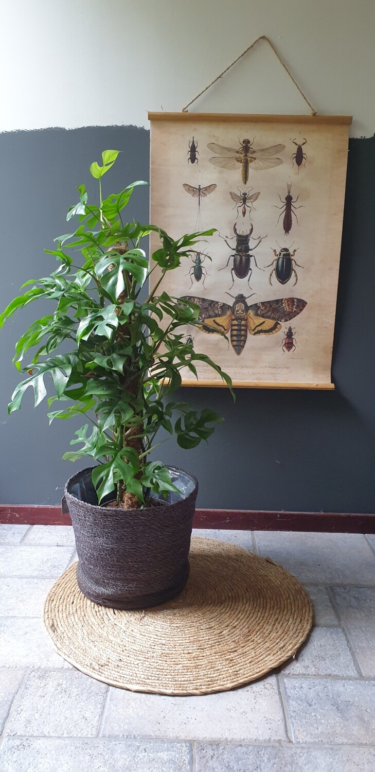 Monstera mosstok