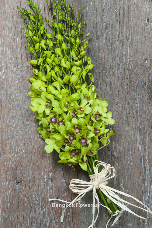 BURANA JADE