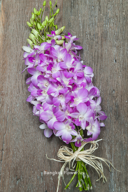 CUGAR PINK