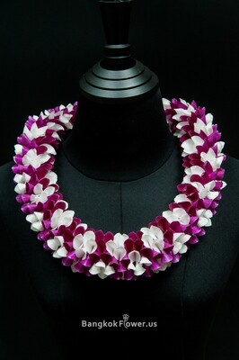 PURPLE&amp;WHITE STAR CROSSING ROBIN