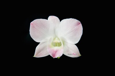 Dendrobium