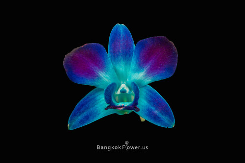 SONIA TINTED BLUE