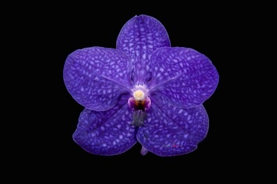 Vanda