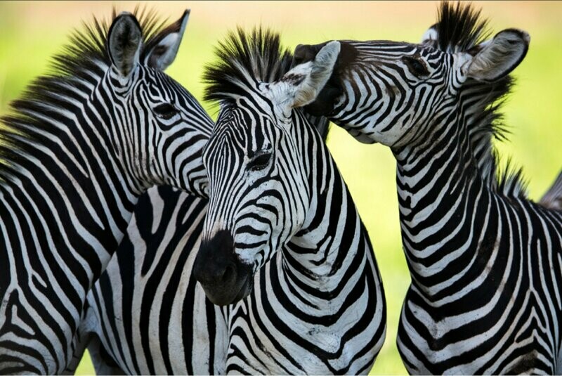 Broderie Diamant, Diamond Painting - Tanzanie, Africa - E198