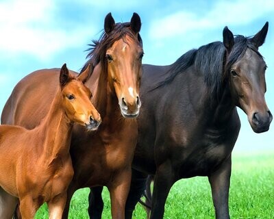 Broderie Diamant - Chevaux merveilleux - D007