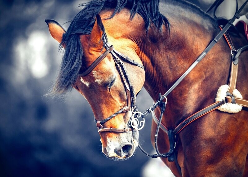Broderie Diamant - Cheval de luxe - B002 (GRAND)