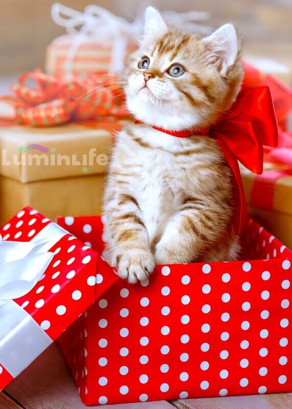 Broderie Diamant, Diamond Painting - Chaton en cadeau - W068