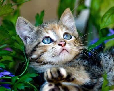 Broderie Diamant, Diamond Painting - Chaton adorable - D012