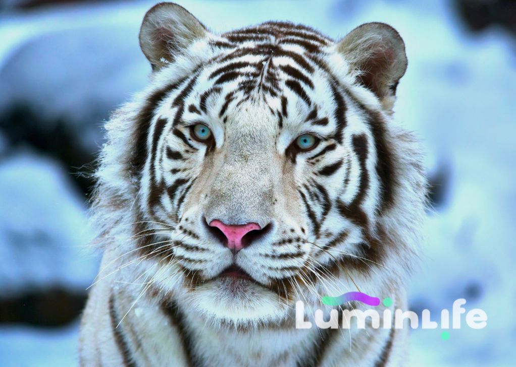 Kit Broderie Diamant, Diamond Painting LUMINLIFE - Tigre de Bengal - W018