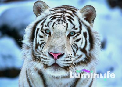 Kit Broderie Diamant, Diamond Painting LUMINLIFE - Tigre de Bengal - W018