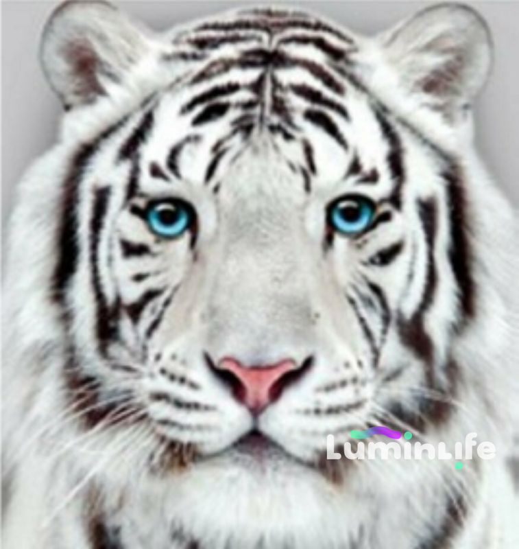Kit Broderie Diamant, Diamond Painting LUMINLIFE - Tigre Blanc - H421