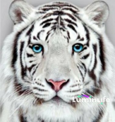Kit Broderie Diamant, Diamond Painting LUMINLIFE - Tigre Blanc - H421