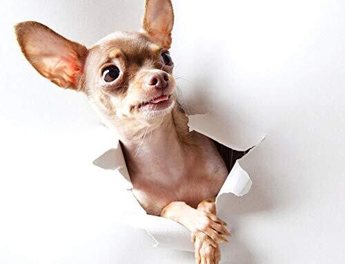 Broderie Diamant 100% -Doggy wall Broderie Diamant 100% -Doggy wall