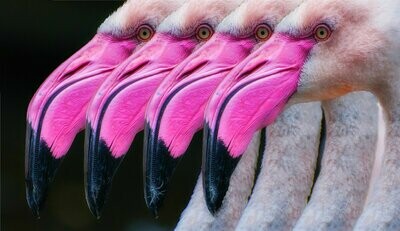 Broderie Diamant 5D -Flamants roses Broderie Diamant 5D -Flamants roses