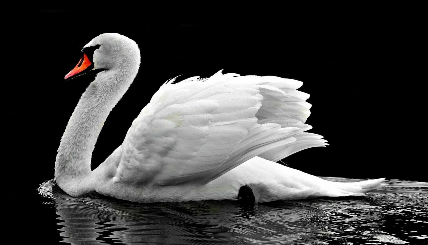 Broderie Diamant 5D - Cygne blanc Broderie Diamant 5D - Cygne blanc