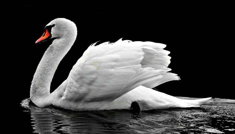 Broderie Diamant 5D - Cygne blanc
