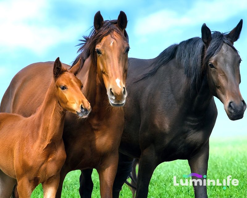 Broderie Diamant 100% -Chevaux merveilleux