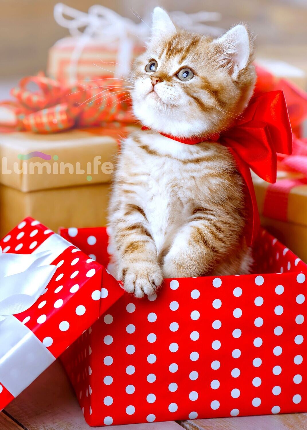 Broderie Diamant 5D -Chaton en cadeau