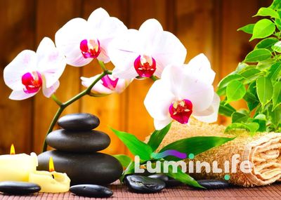 Kit Broderie Diamant - Orchidées blanches - B005 (GRAND)