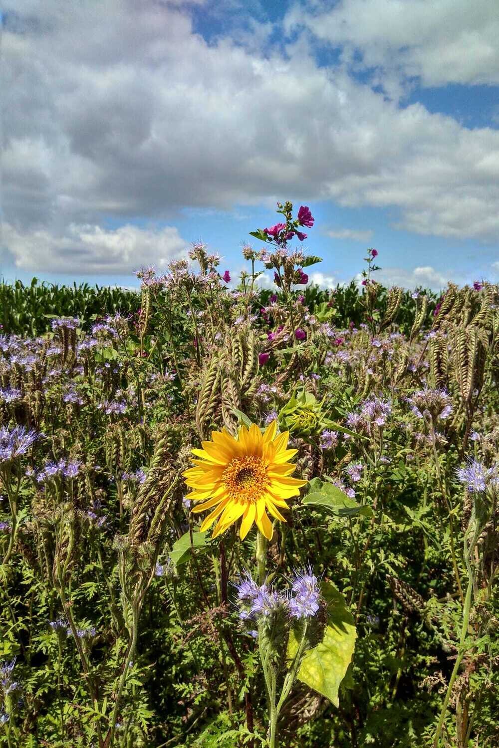 Patenschaft für eine Bienenweide 1m2 / Wildbienen
