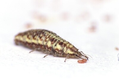 CRISOPAS LARVA