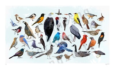 35 Birds