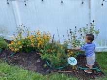 Native plants for gardens designed to attract pollinators to our region