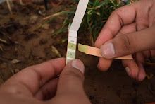 pH strips to test the quality of water in which the plants and animals are living