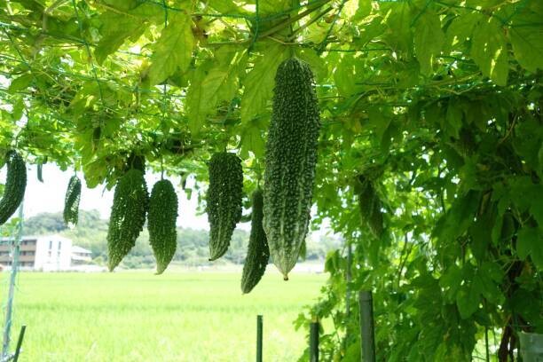 bitter gourd seeds