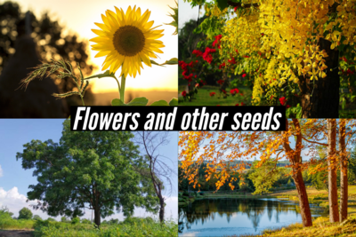 Flowers and others seeds