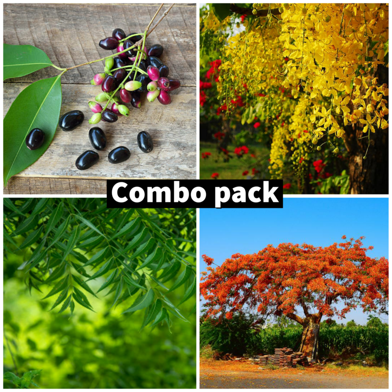 Tree seeds combo pack