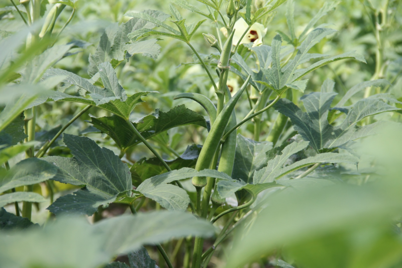 Okra seeds