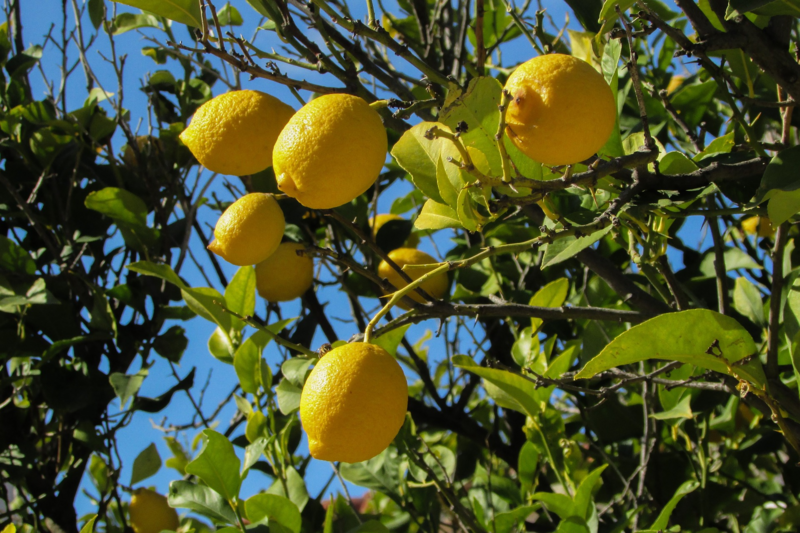 Lemon seeds