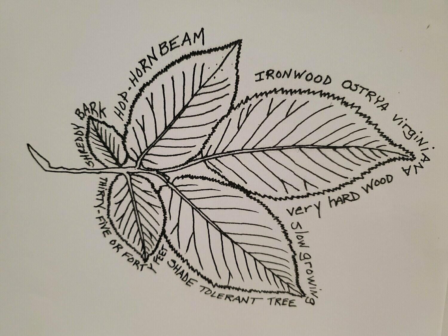Ironwood